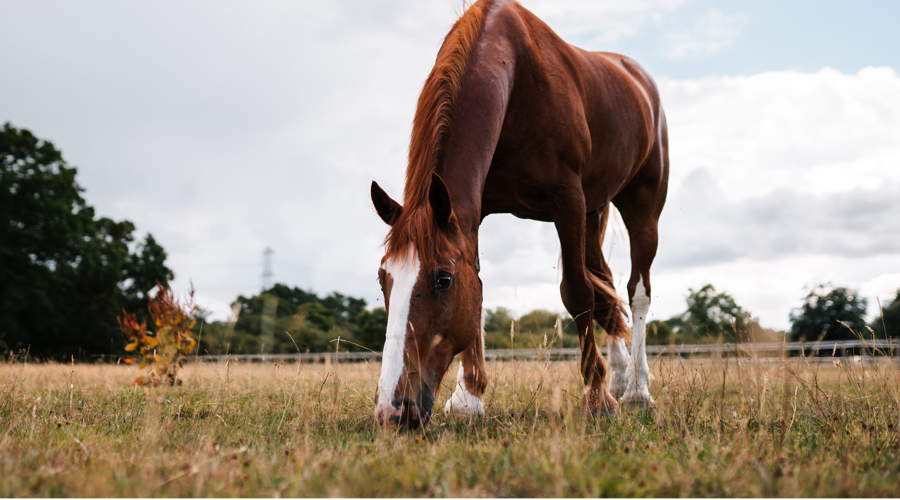 Bhs Swallowfield Grazing Chestnut Border