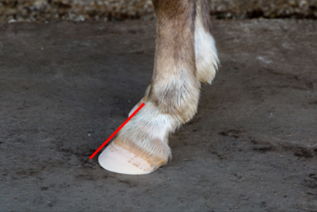 Image of a horse's foot with a red line showing the balance