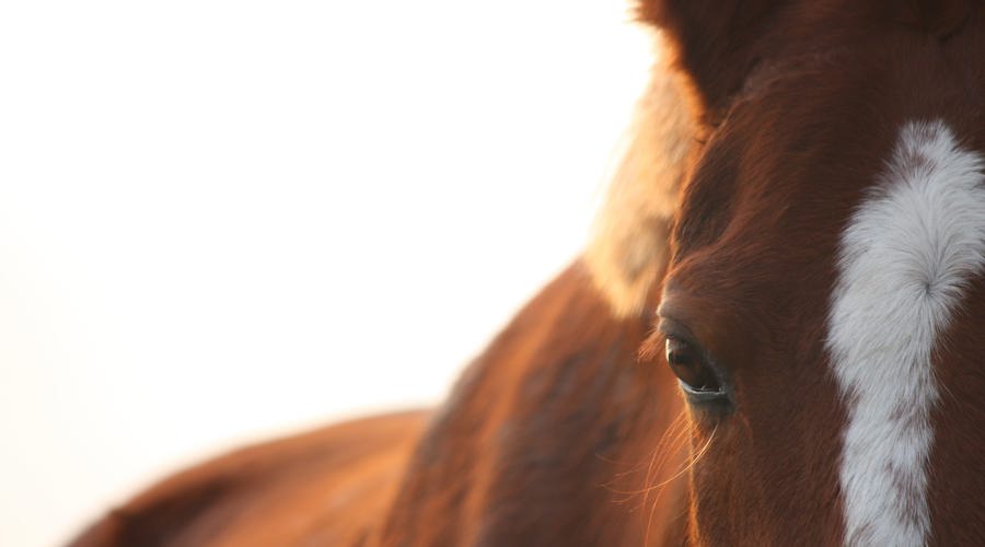 Close Up Of Horse's Face