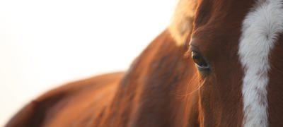 Close Up Of Horse