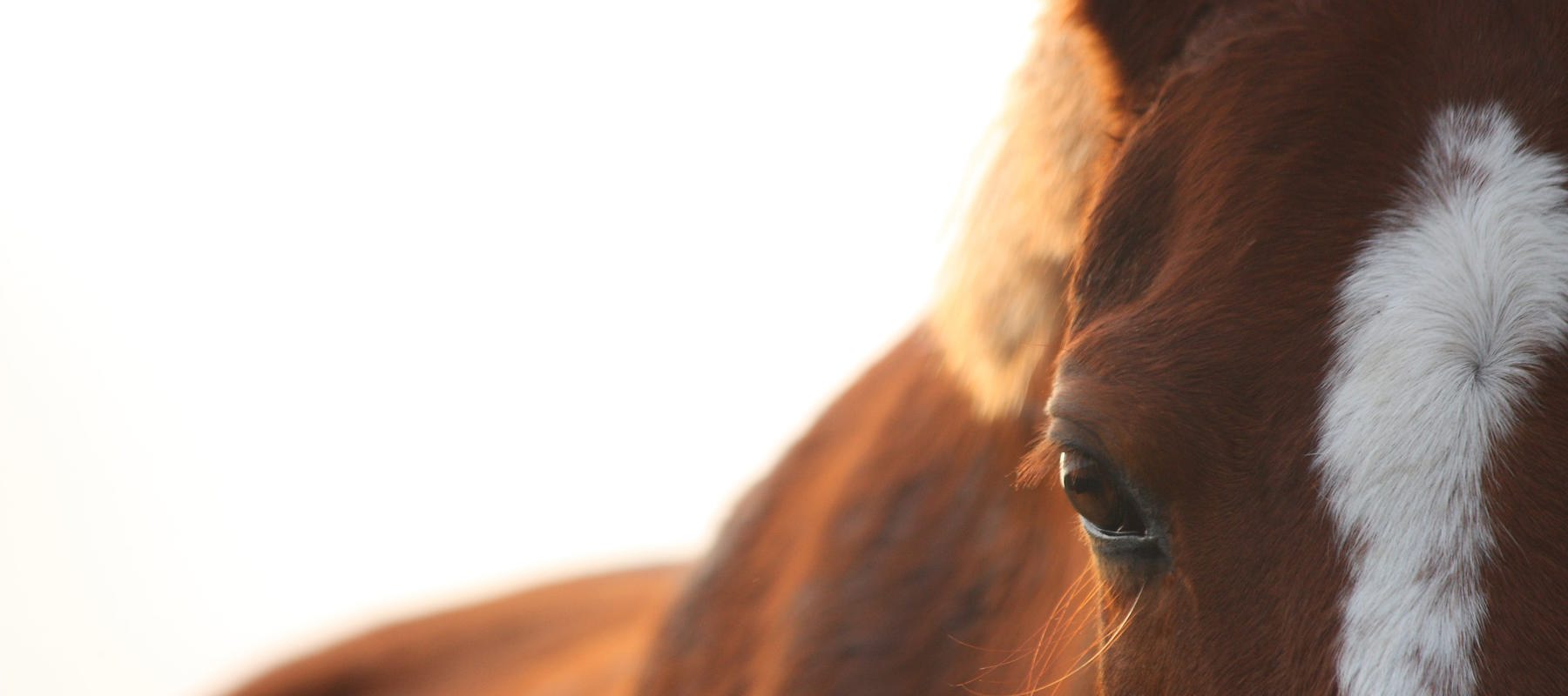 Close Up Of Horse