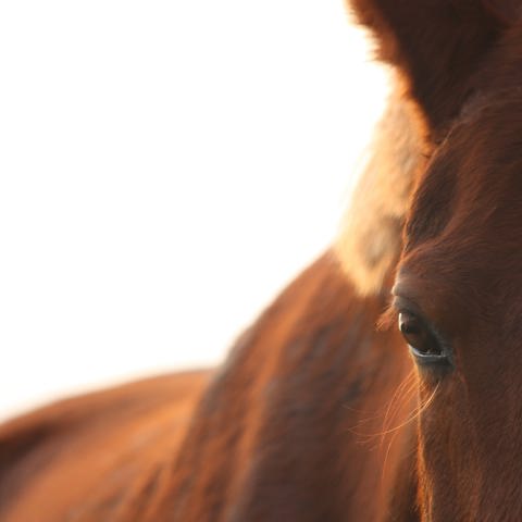 Close Up Of Horse