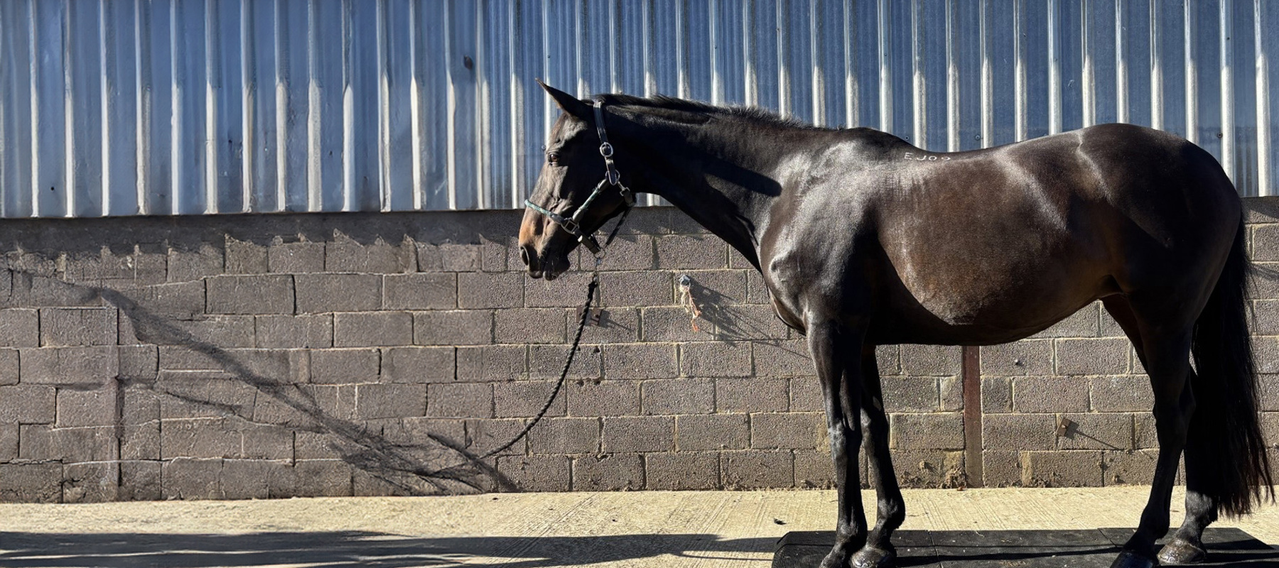 Picture2 Expanded Copy3