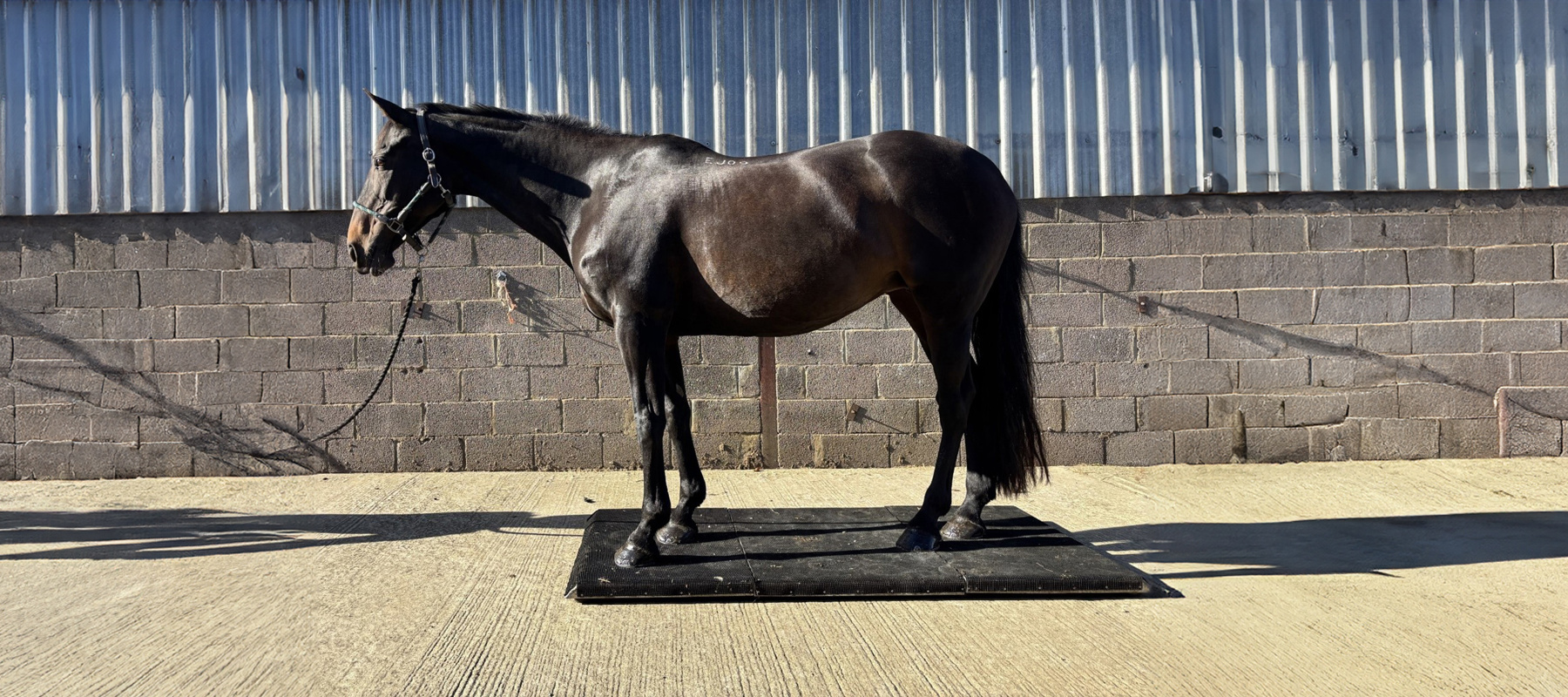 Picture2 Expanded Copy3