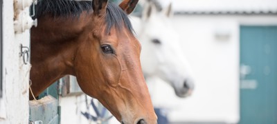 Horses in the stables