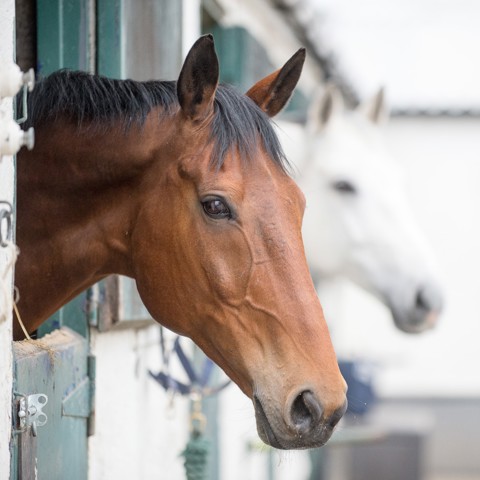 Horses in the stables