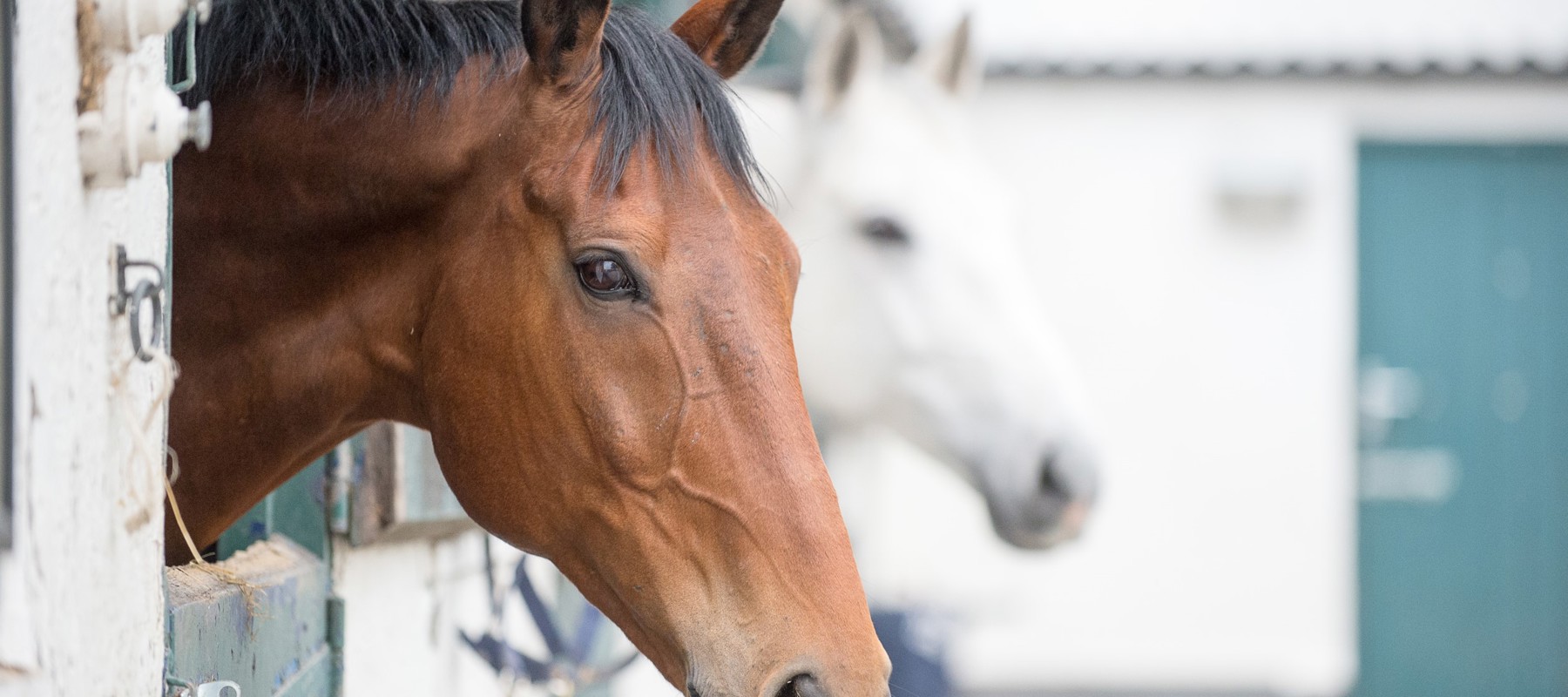 Horses in the stables