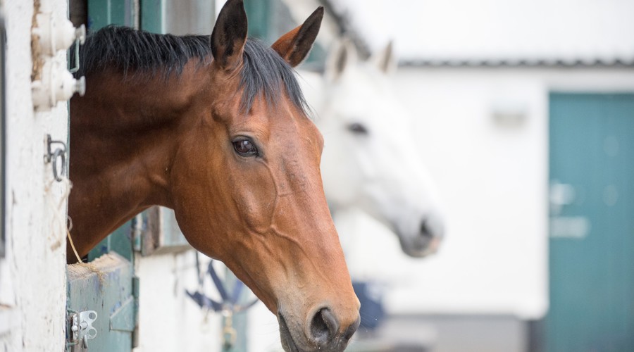 Horses in the stables