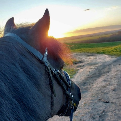 Image Credit The British Horse Society. Through The Ears Eviemilly 202204