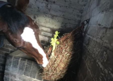 horse eating haynet