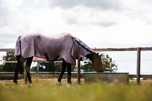Horse in field wearing a fly rug