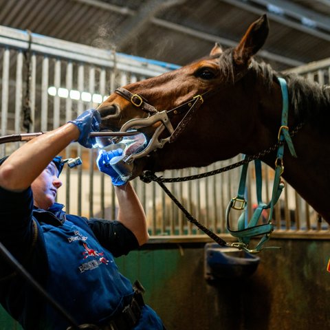 Equine Dentist