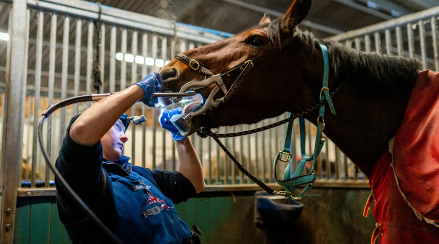 Equine Dentist
