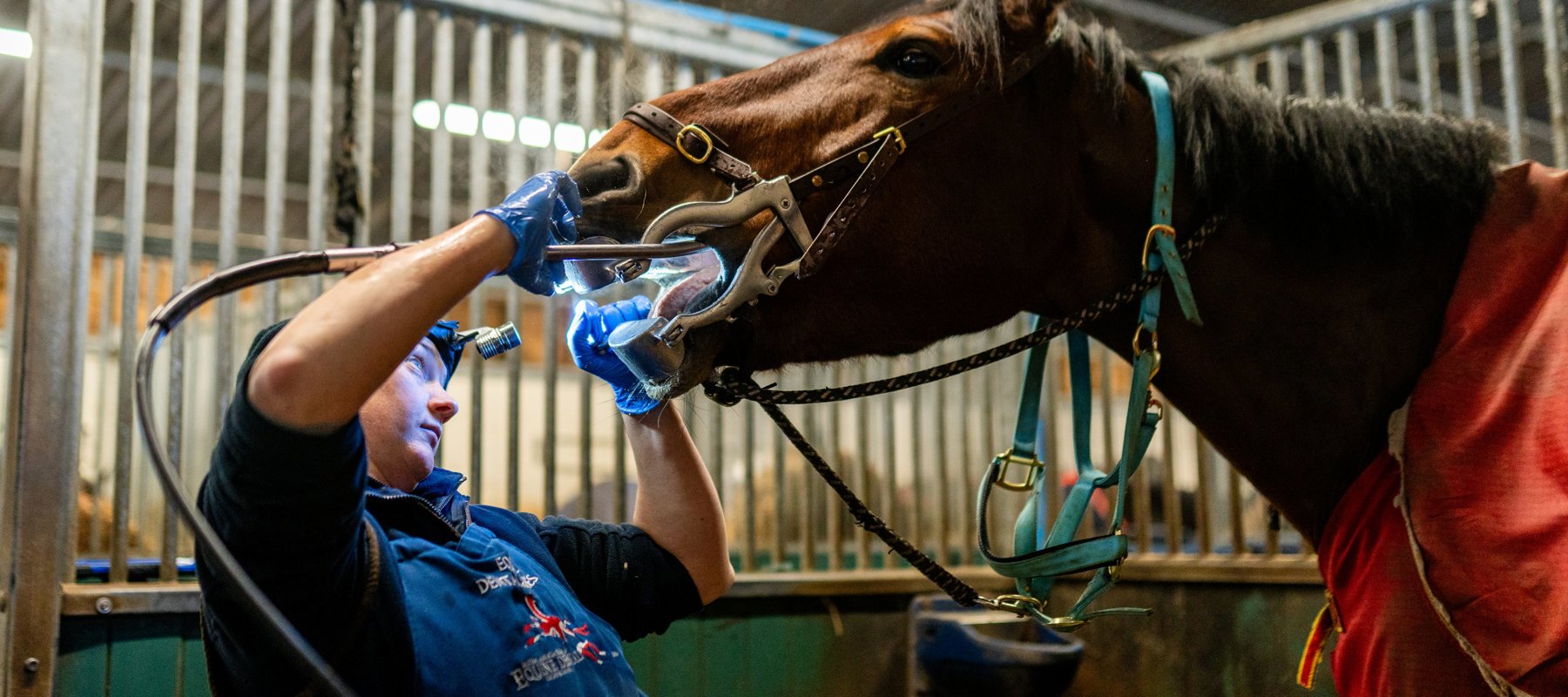 Equine Dentist