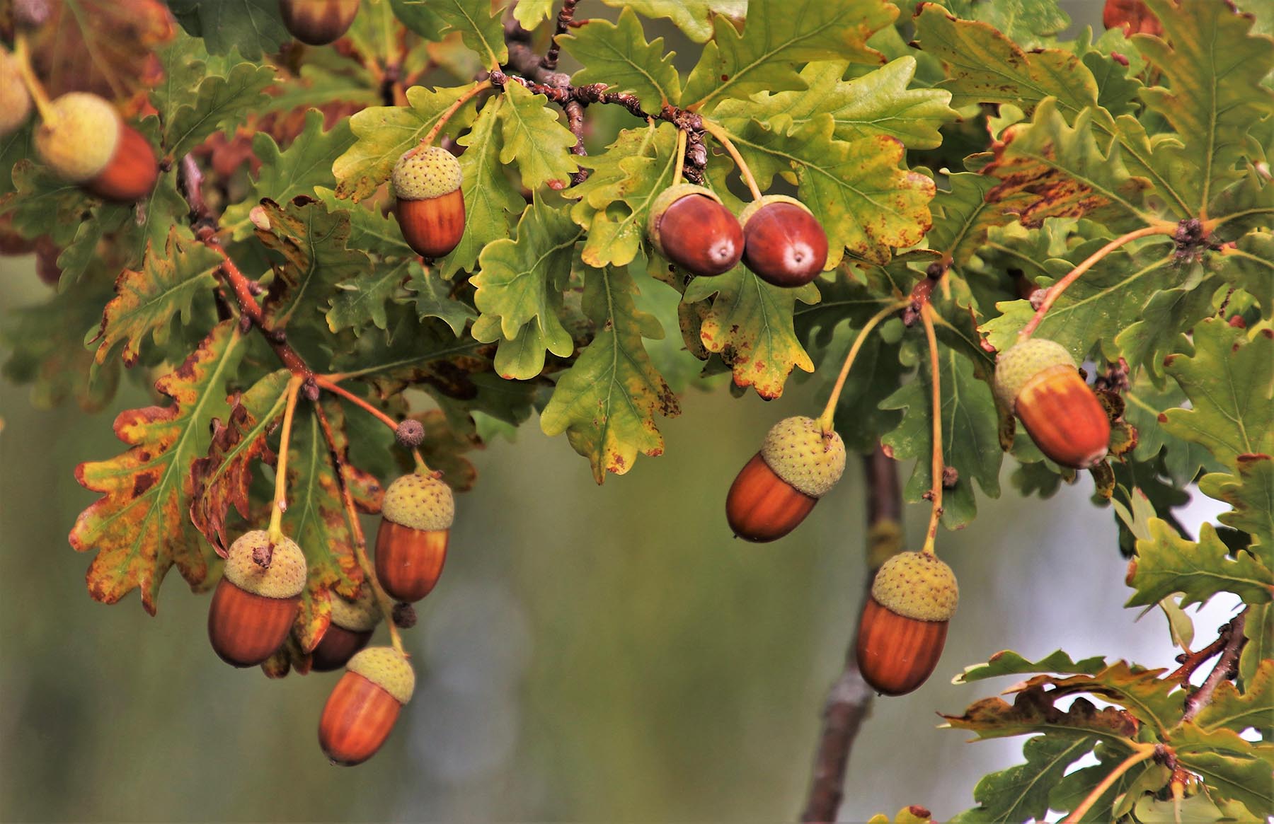 Acorn Poisoning In Horses Signs & What To Do The British Horse Society
