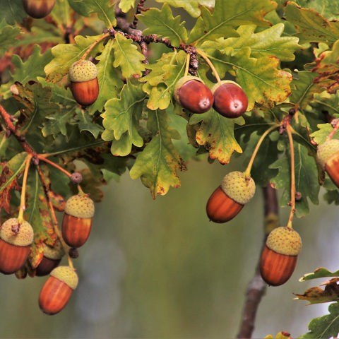 8 Things You Can Make With All of Those Acorns