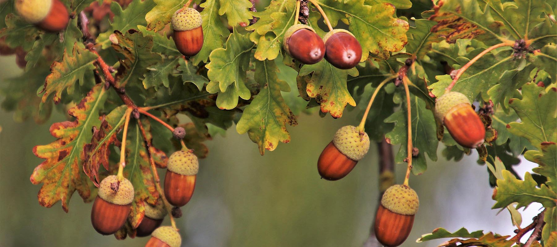 What Happens When Horses Eat Acorns: Risks and Prevention Tips