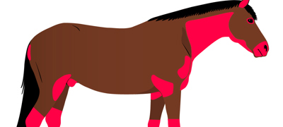 Healthy Horse Side View High Risk Wound 72 Dpi