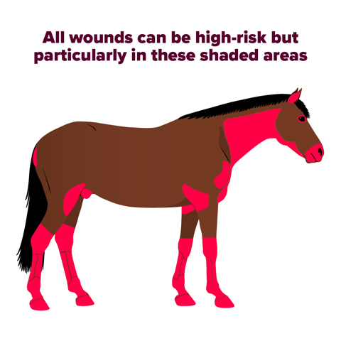 Healthy Horse Side View High Risk Wound 72 Dpi