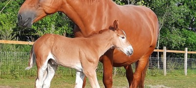 Suffolk Punch