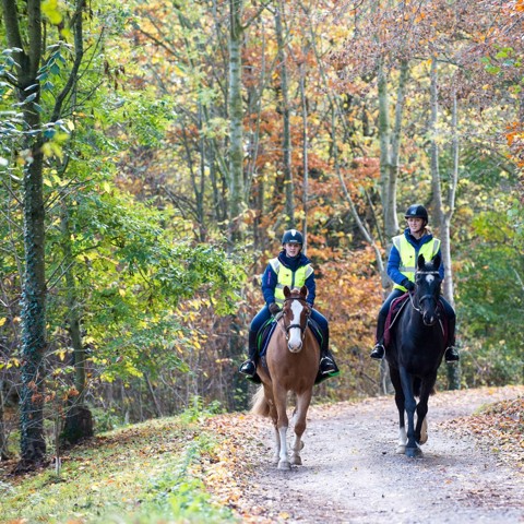 Riding Out In The Woods