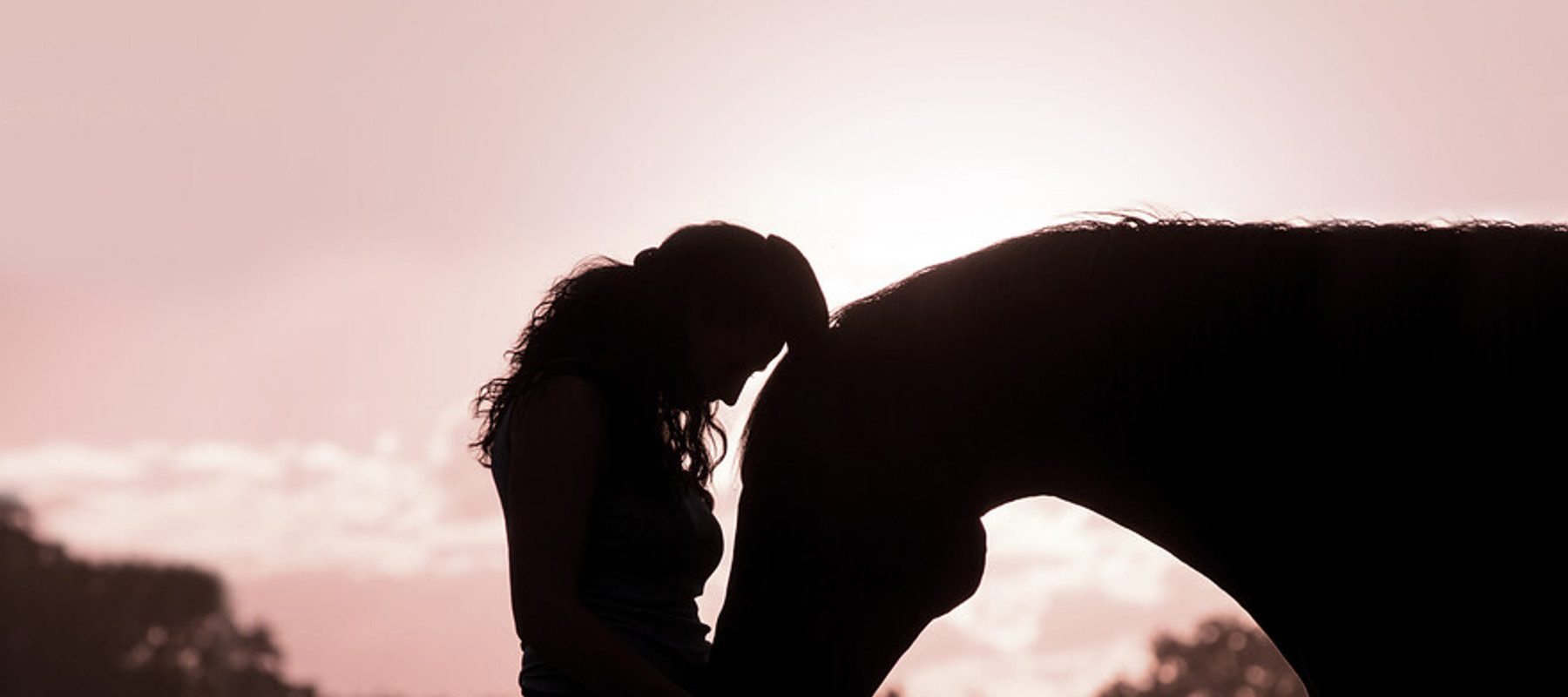 Horse Affection (3)