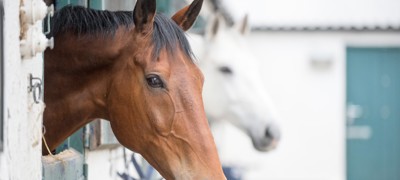 Horse Heads Out Of Stable