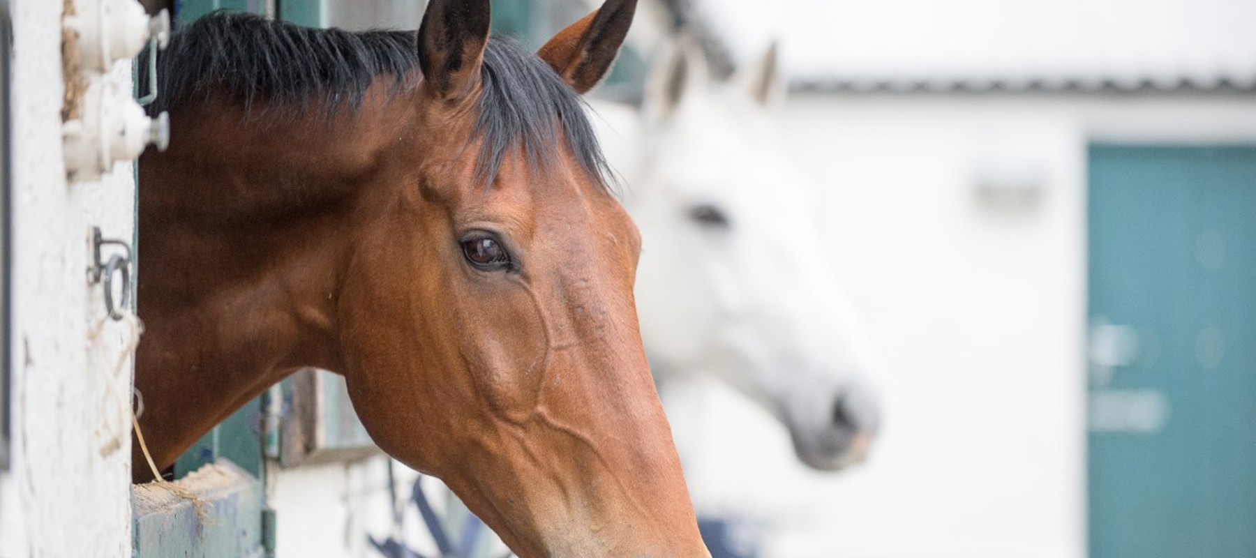 Horse Heads Out Of Stable