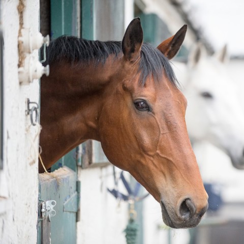Horse Heads Out Of Stable