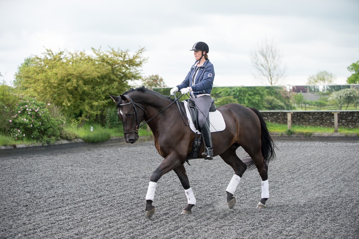 Stage 3 Ride Dressage The British Horse Society