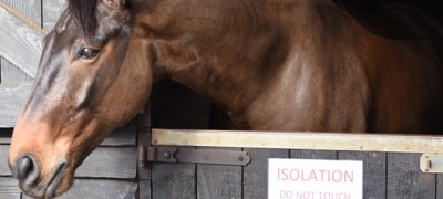 horse in isolation stables