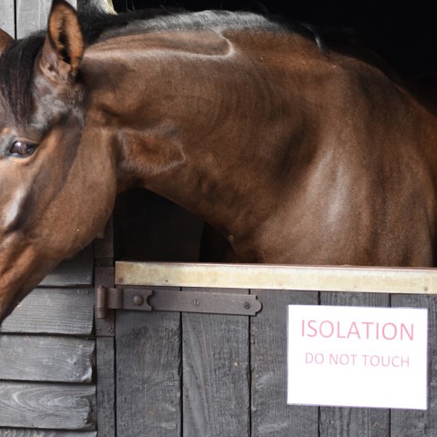horse in isolation stables