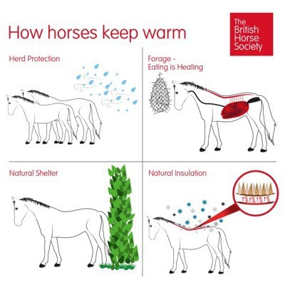 A graphic showing how to keep horses warm with herd protection, forage, natural shelter and natural insulation