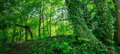 Forest Setting with Ivy
