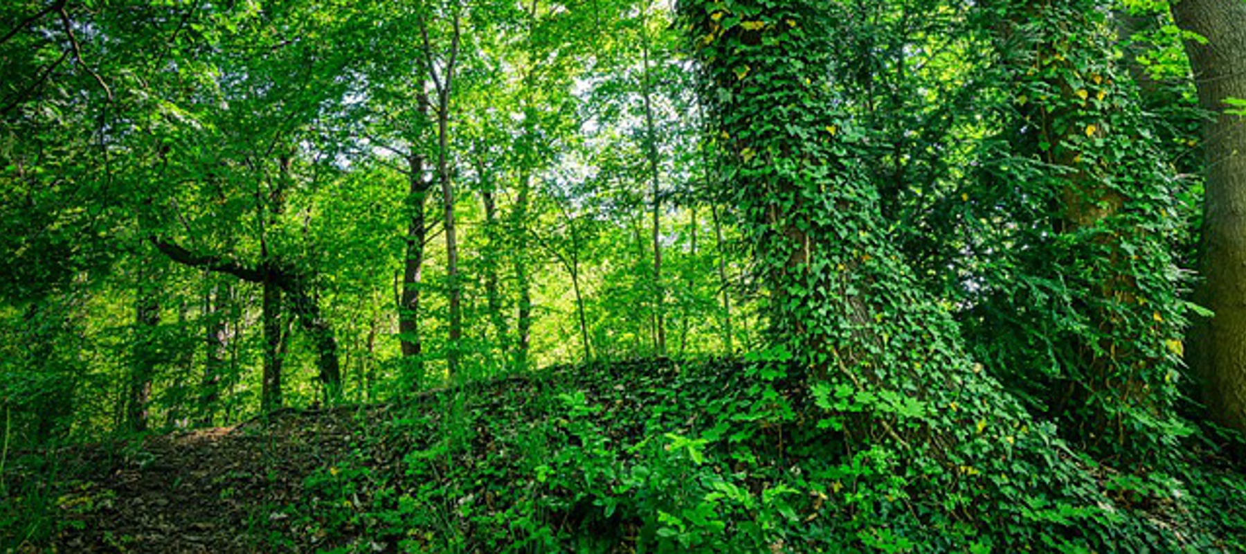 Forest Setting with Ivy