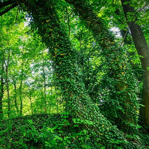 Forest Setting with Ivy