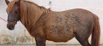 Thick Curly Coat. Credit Blue Cross NA Cropped