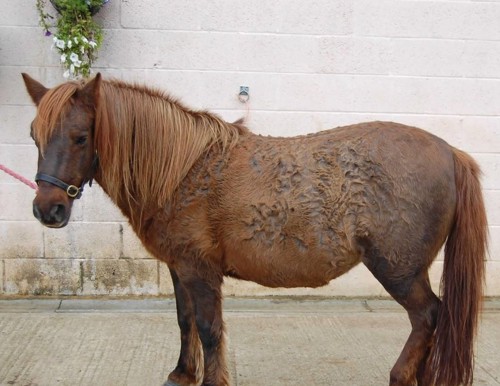 Pony with thick, curly coat.