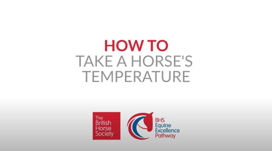How To Take A Horses Temperature