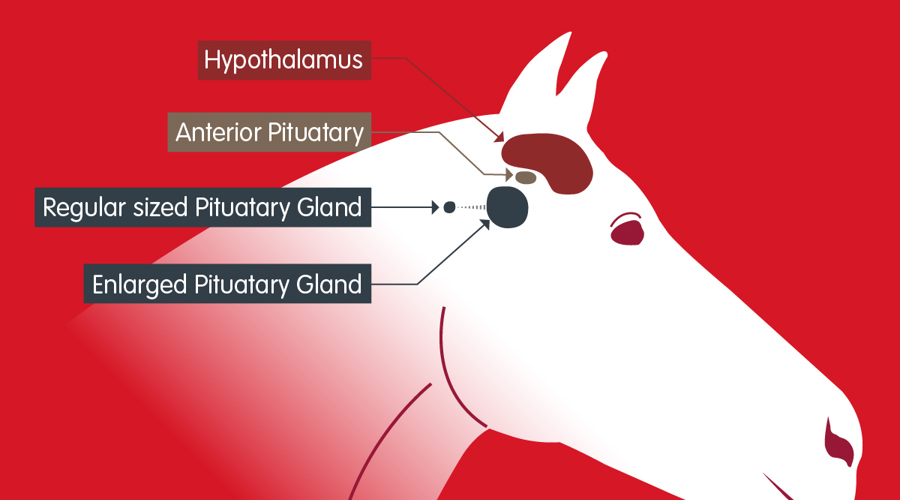 Cushings Infographic (1)