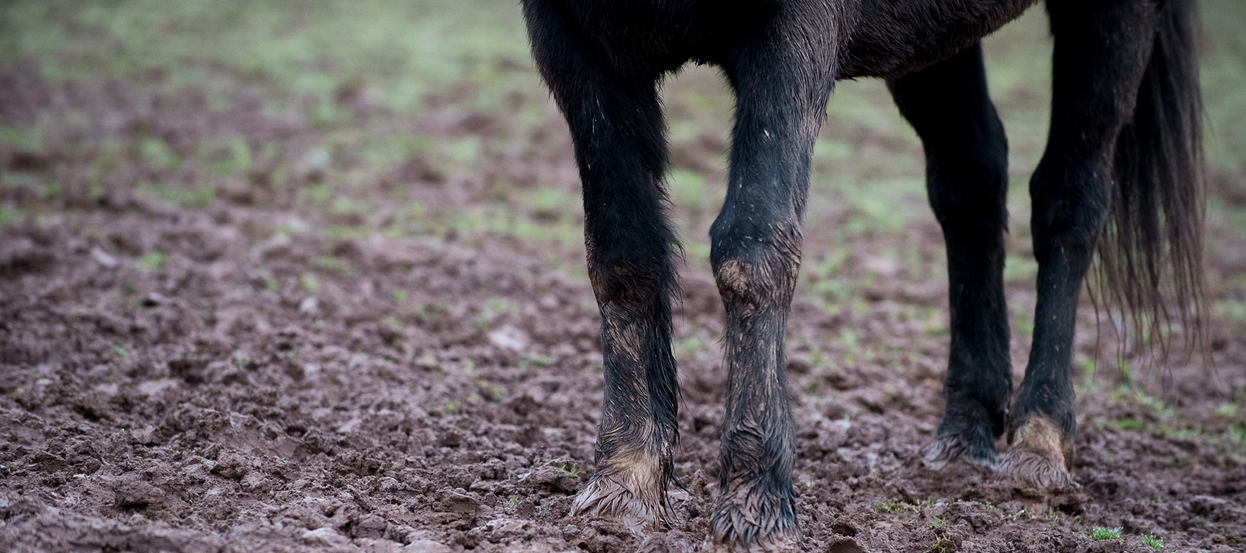 Mud Fever In Horses: Signs & Causes