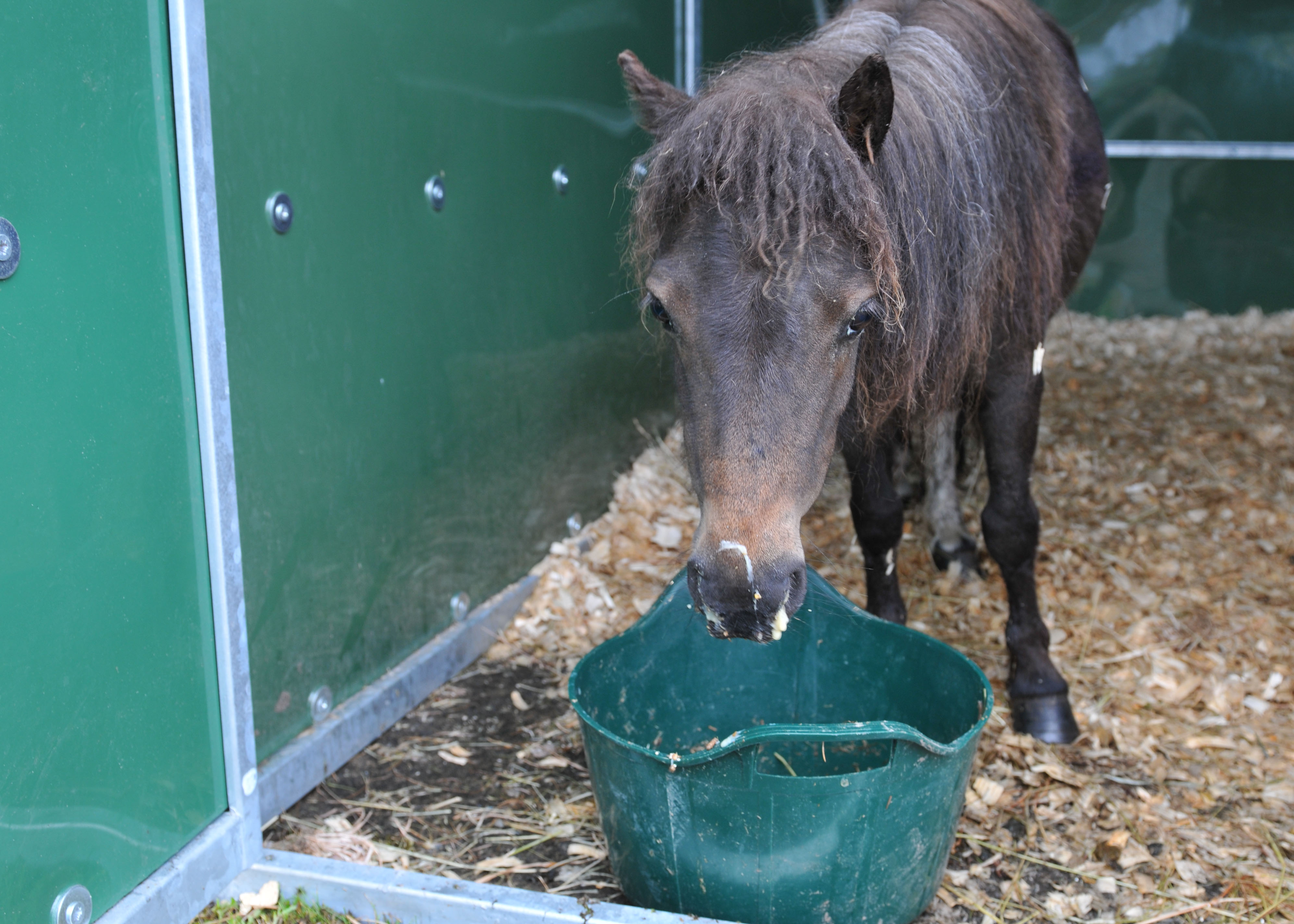 Strangles In Horses Signs & Symptoms The British Horse Society