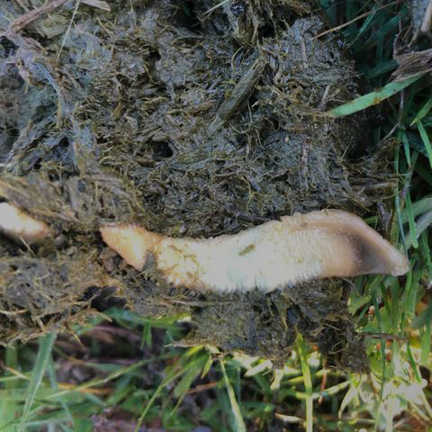 Tapeworm Small Landing Page Edit (1)