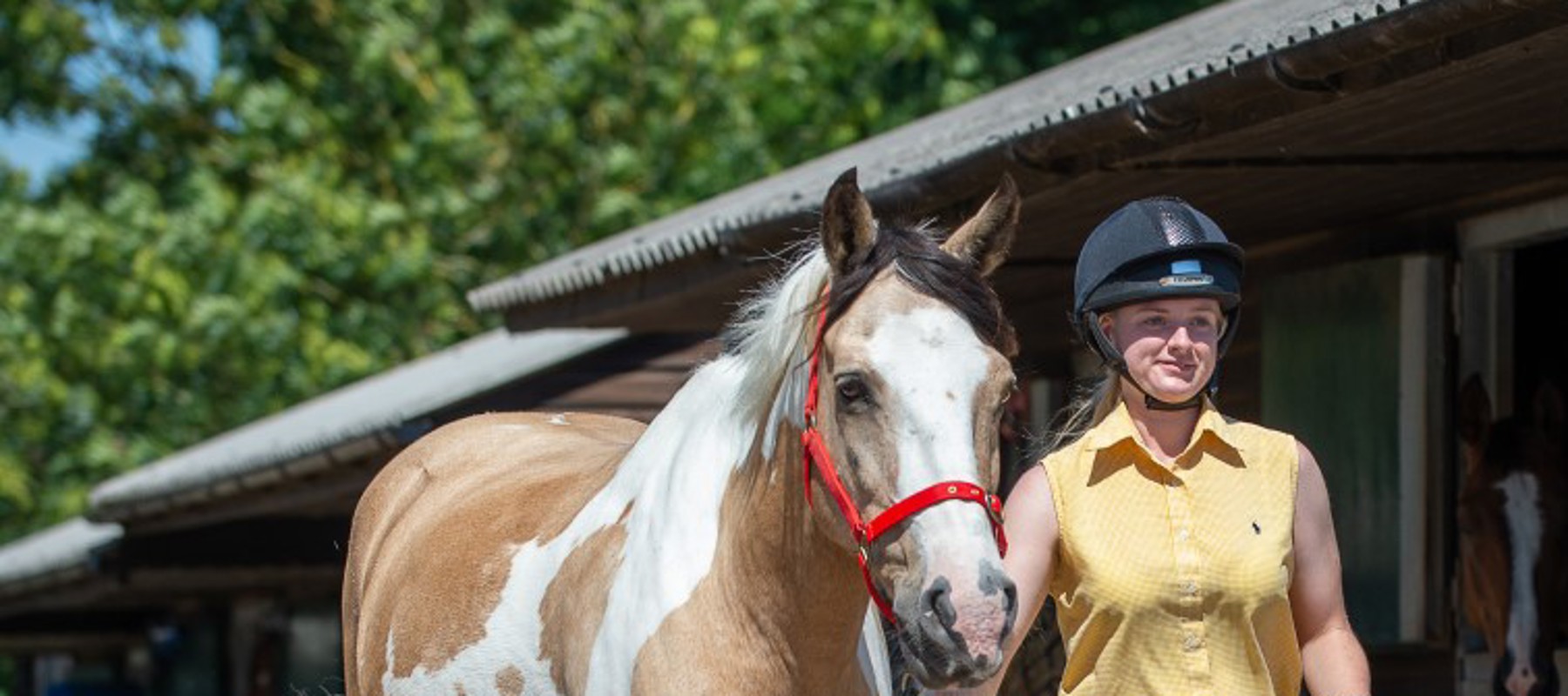 Introduction To Horse Care