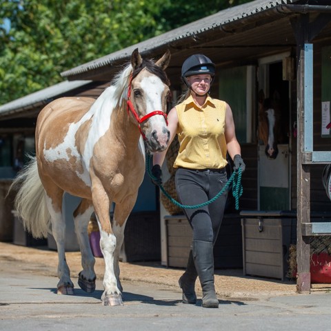 Introduction To Horse Care