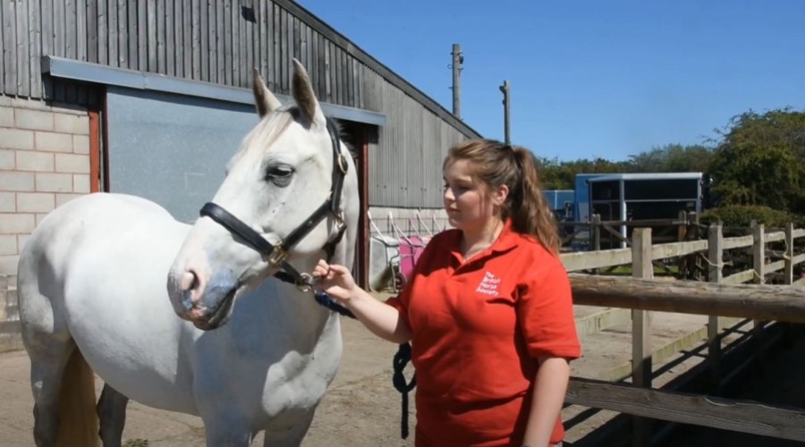 Looking After Your Horse In The Sun