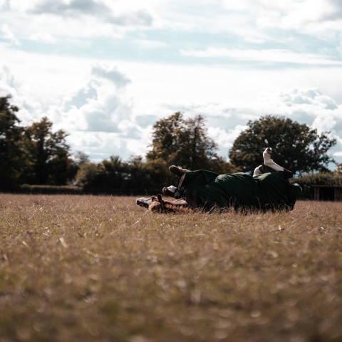Horse Rolling In A Field