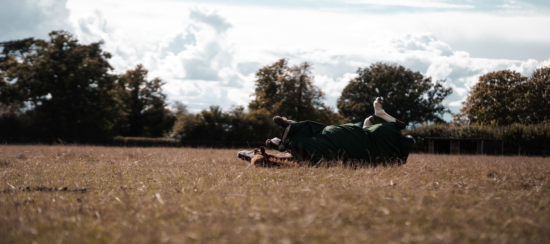 Horse Rolling In A Field