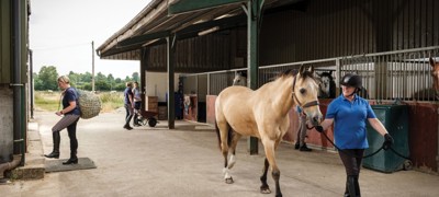 Handling Your Horse