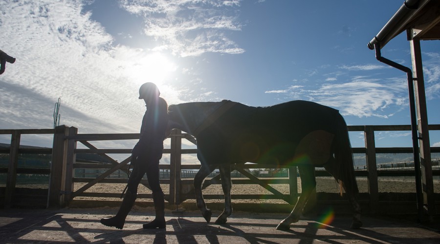 Horse being led in silhouette